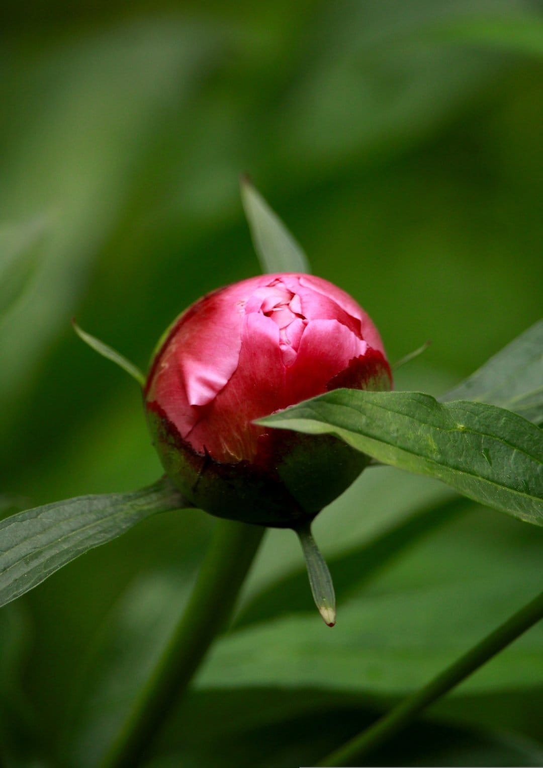Pink peony bud tightly closed among blurred green leaves with soft natural light highlighting petal textures.