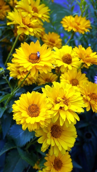 Fuzzy honeybee gathers pollen from a bright yellow daisy with a soft-focus dark green garden background.