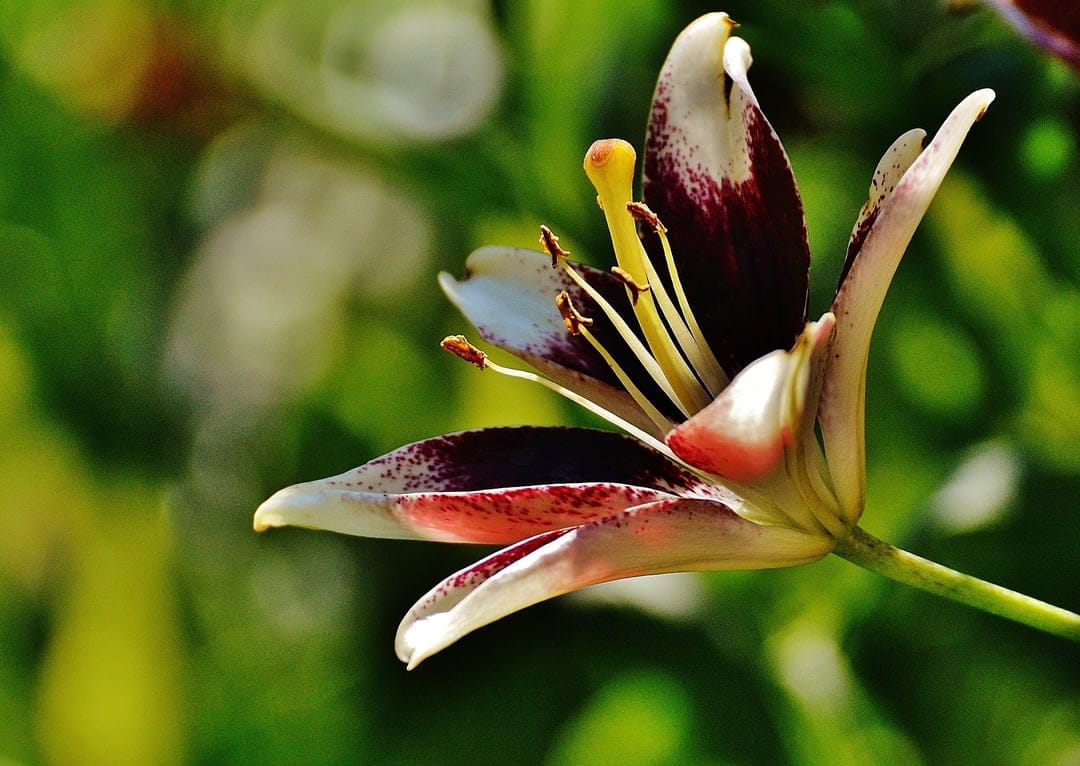 Spotted lily flower with cream petals and maroon speckles features vibrant yellow stamens against blurred green.
