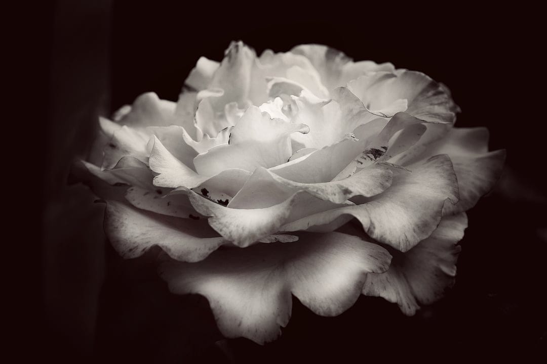 Bloomed rose with ruffled petals in high-contrast black and white, showcasing intricate textures and deep shadows.