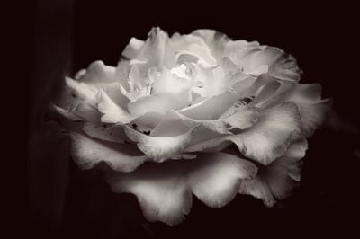 rose,free wallpaper,wallpaper 4k,free background,flower background,beautiful flowers,cool backgrounds,desktop backgrounds,rose flower,nature