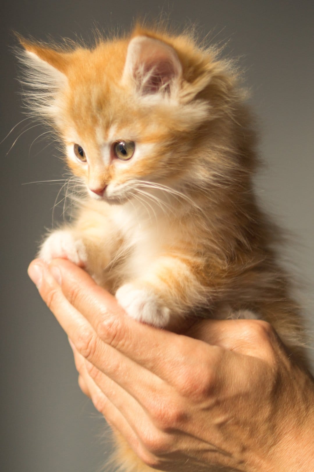 Tiny orange kitten with soft fur and wide eyes sits inside human hands against a neutral grey background.