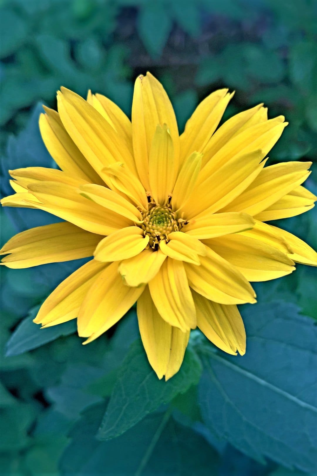 Yellow sunflower petals radiate from a textured center against a blurred background of deep teal foliage.