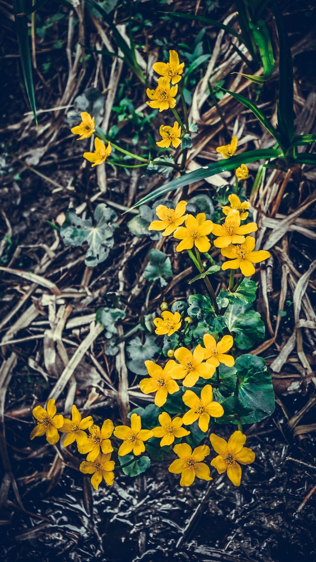Yellow marsh marigolds with green leaves grow among dark earth and dry brown foliage in a top-down view.