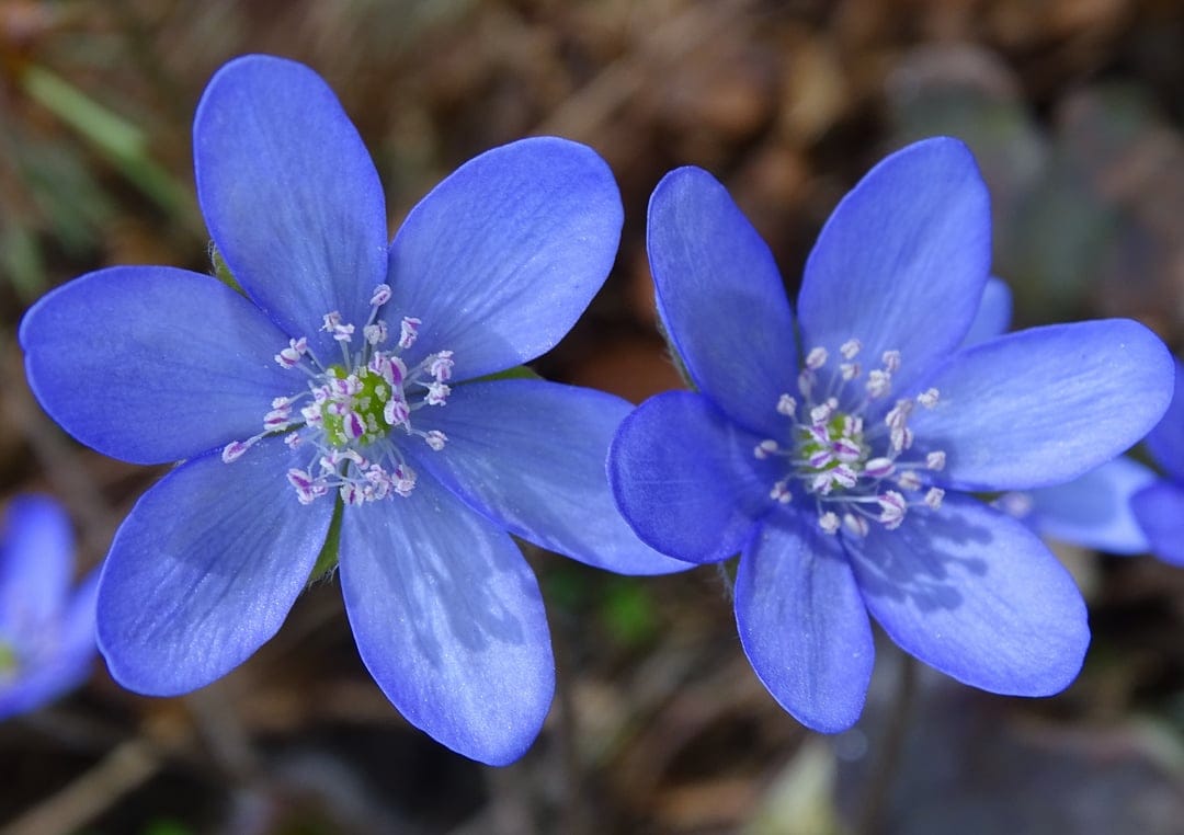 Two blue Hepatica wildflowers with white stamens grow among brown leaves in a sun-dappled spring forest.