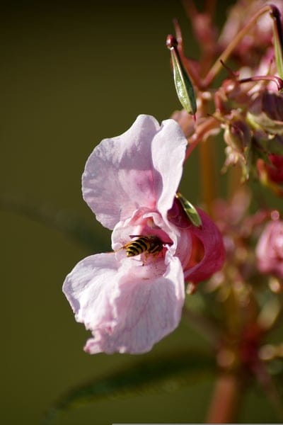 Honeybee with yellow stripes nestled in a ruffled pink flower with a blurred green and brown garden background.