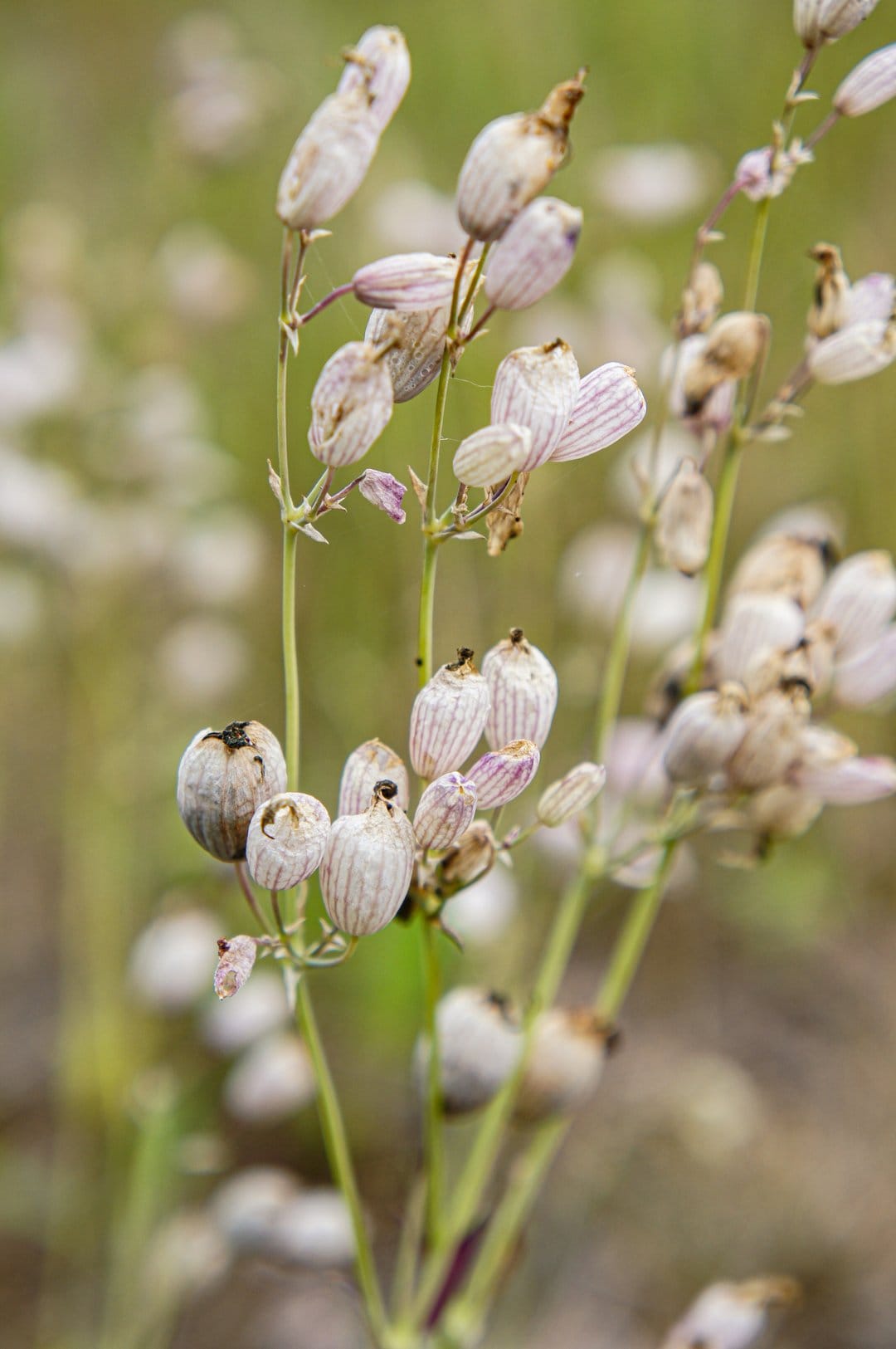 Purple striped seed pods with visible veins stand against a soft green background in a macro botanical close-up.