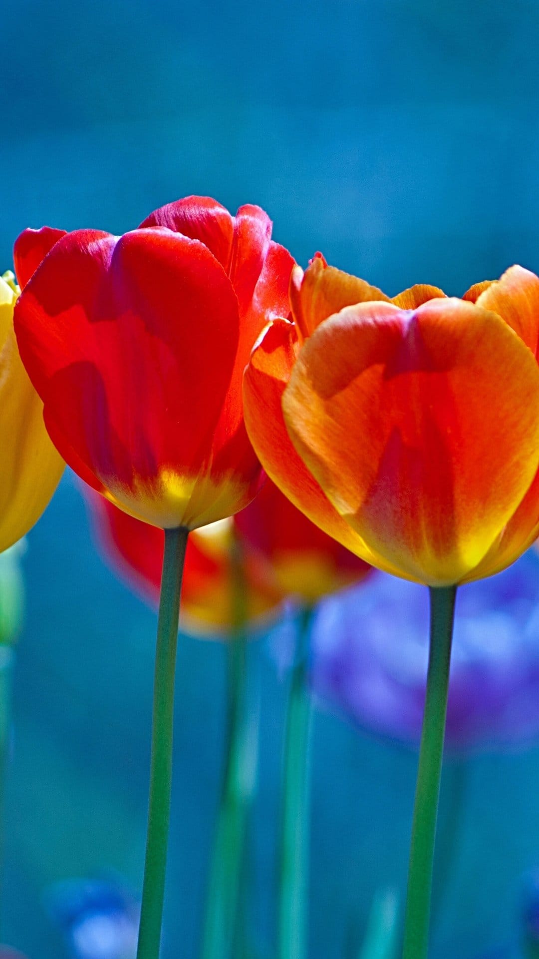 Red and orange tulips stand in a sunlit garden with a soft blue and purple blurred floral background in the sun.