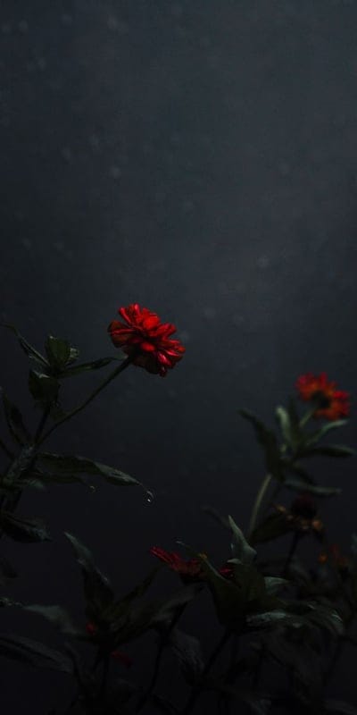Flower, Red, Dark, Nature, Bloom, Petals, Botanical, Closeup, Moody, Vibrant, Solitary, Delicate, Plant, Garden, Zinnia, Organic, Backdrop, Beauty, Serene, Blossom