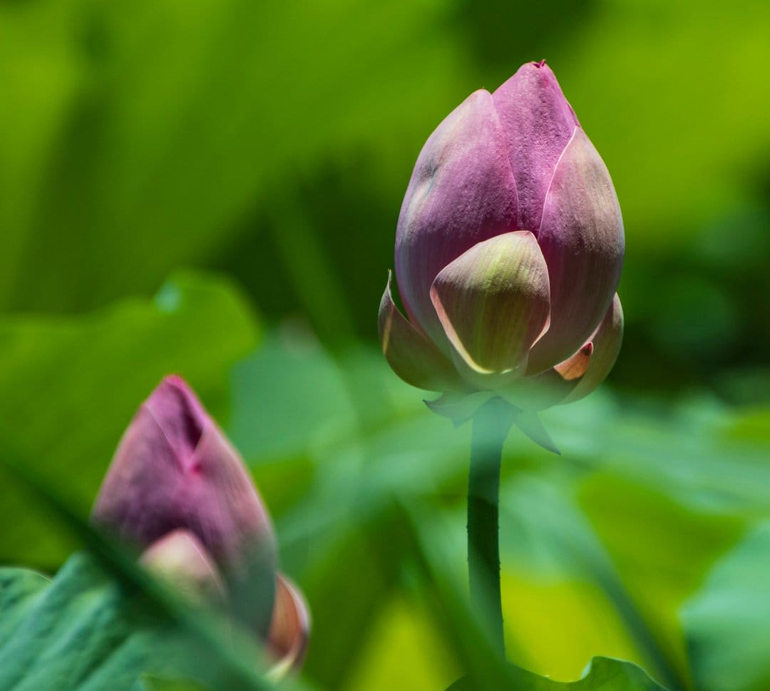 Pink lotus flower buds in sharp focus against a blurred green leaf background with soft natural sun highlights.