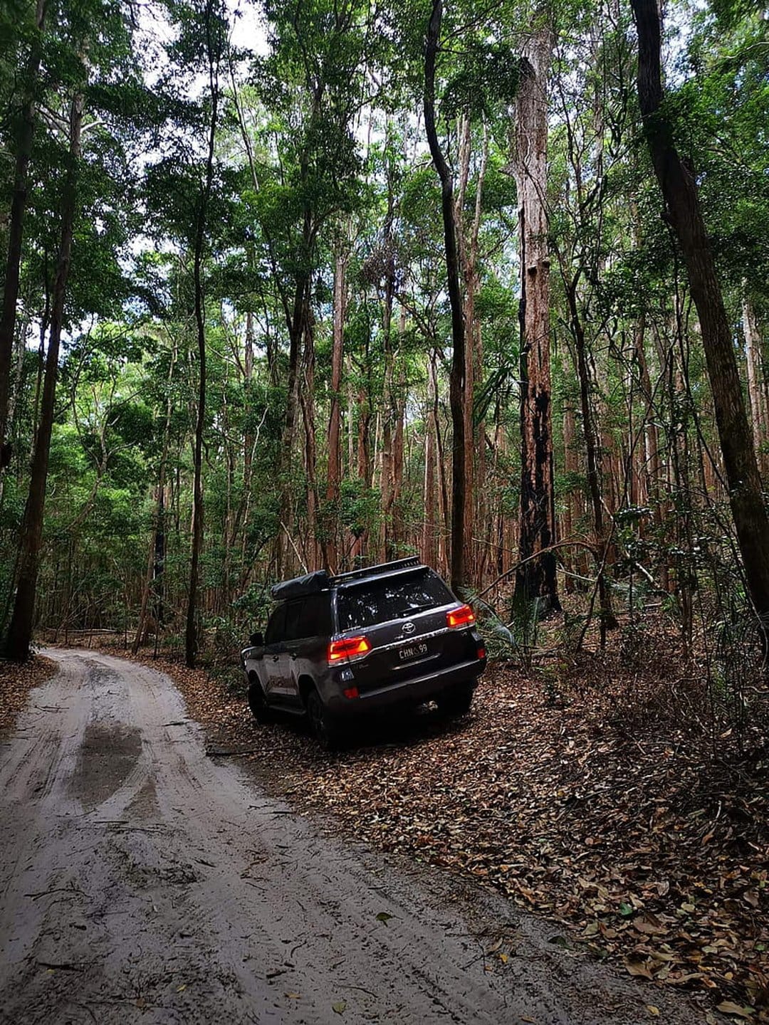 Dark SUV driving on a muddy forest track as sunlight rays filter through a dense canopy of lush green trees.
