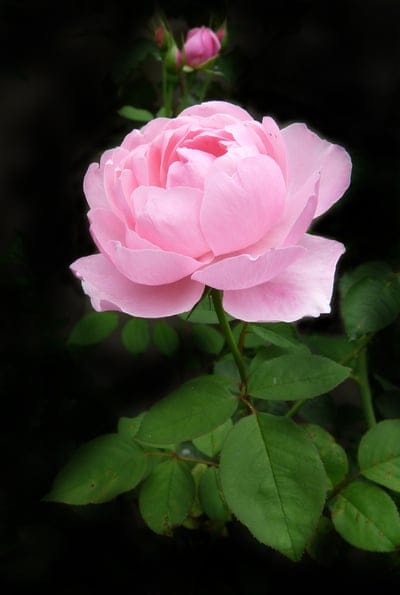 Pink rose with layered petals and green leaves centers a dark background with blurred buds in the distance.