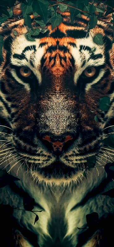tiger,predator,stripes,white,red,black