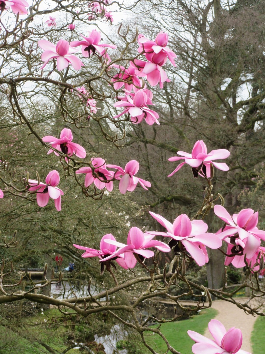Pink magnolia flowers bloom on dark branches against a blurred green park background in soft spring light.