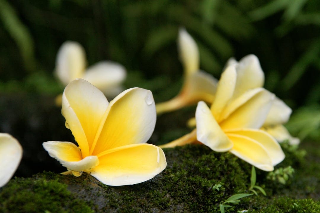 Yellow and white plumeria flowers with glistening water droplets rest on a vibrant green moss-covered surface.
