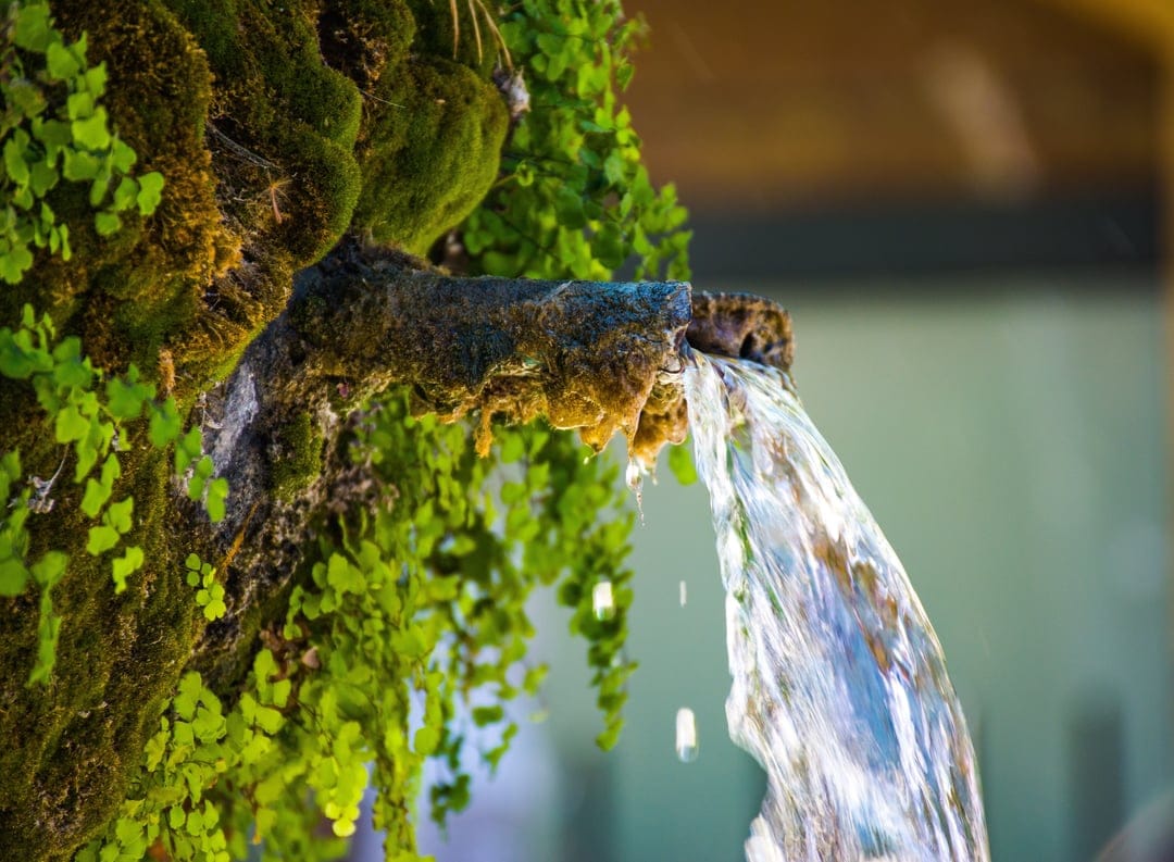 Clear water spouts from a moss-covered stone fountain surrounded by lush ferns and sunlit green plants.