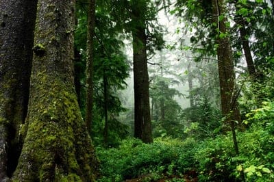 forest,hd wallpaper,drink,free wallpaper,nature,full hd wallpaper,wallpaper hd,trees,desktop backgrounds,mousse,foliage,beautiful wallpaper,undergrowth,nature wallpaper,nature background,sheets,trunk,humid,green