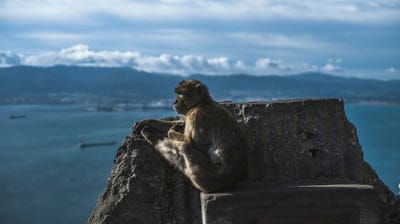 Monkey  wallpaper,Monkey,Monkey  background,animal wallpaper,wildlife