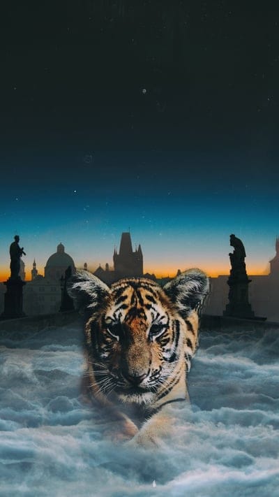tiger,cub,photoshop,clouds,night