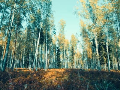 Shinning trees wallpaper,Shinning trees desktop,Shinning trees,Shinning trees nature