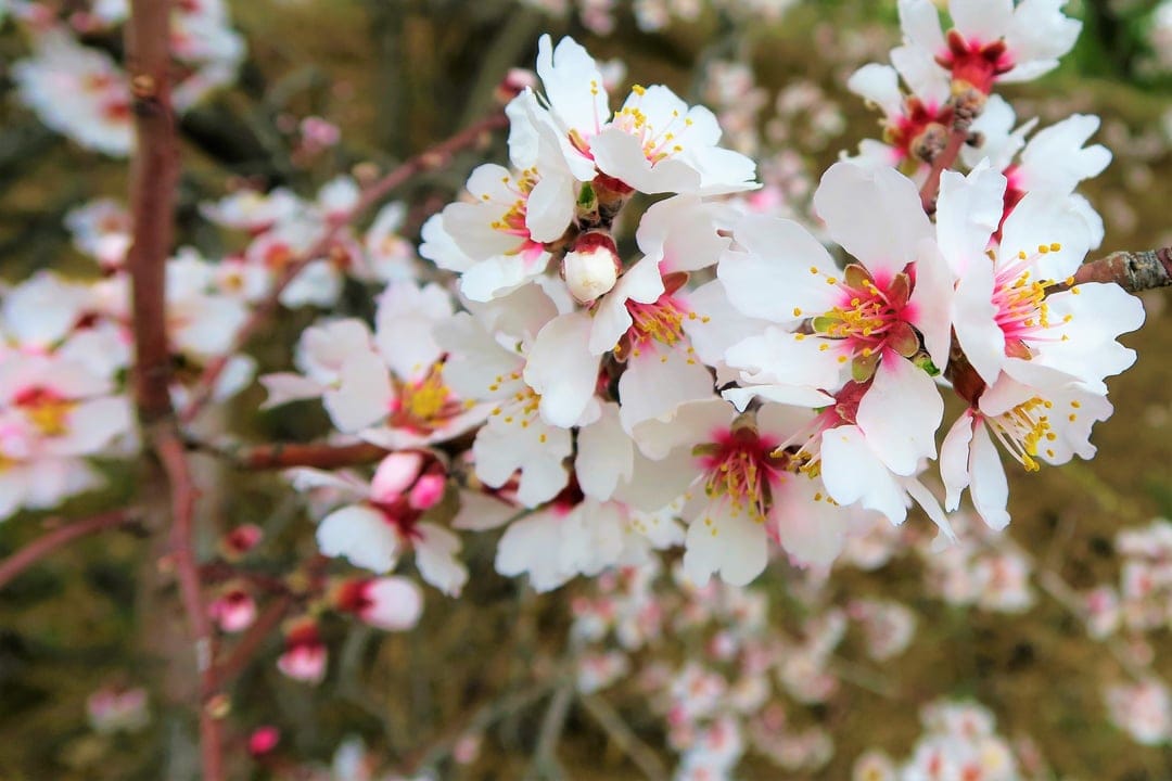 White almond blossoms with pink centers and yellow stamens cluster on a branch against a blurred background.
