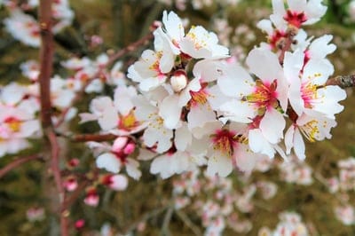 almond blossoms, white flowers, pink centers, yellow stamens, spring flowers, nature photography, floral close-up, delicate petals, blooming tree, macro photography, botanical, seasonal, fragrant flowers, tree blossoms, natural beauty, outdoor, springtime, blossoming, horticulture, pink accents, detailed, soft focus