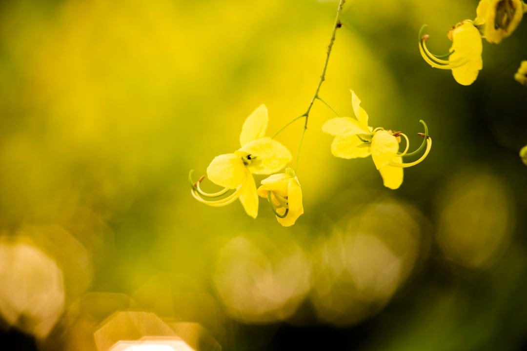 Yellow Golden Shower tree flowers hang from a branch with sunlight illuminating petals against a soft bokeh blur.