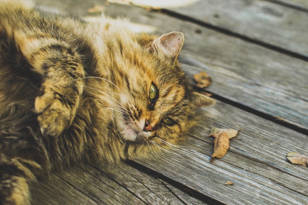 Fluffy ginger cat with green eyes lounges on a wooden deck scattered with orange autumn leaves in natural light.