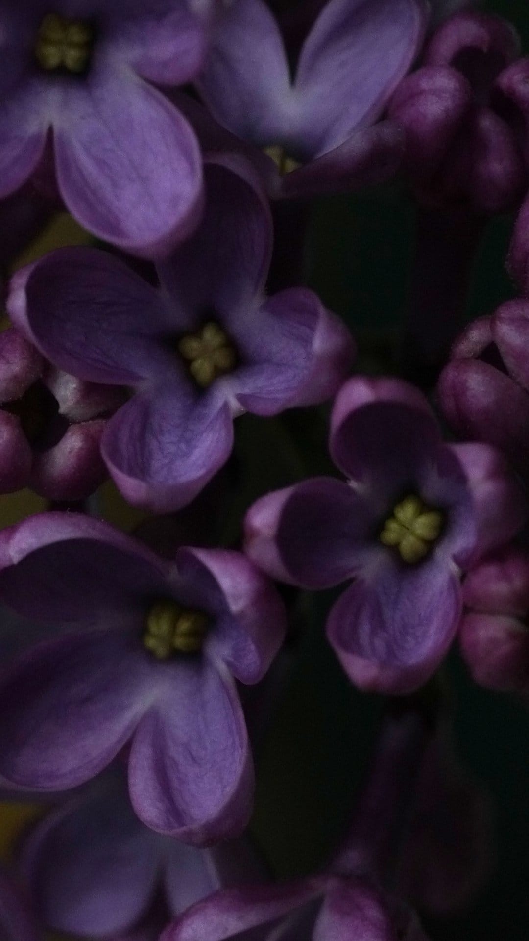 Purple lilac blossoms show velvety petals and yellow stamen against a soft blurred lavender background.