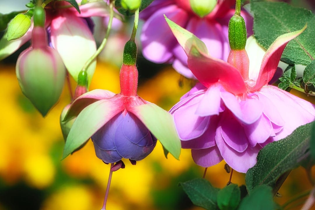 Fuchsia blossoms with pink sepals and purple petals hang against a blurred yellow and green leafy background.