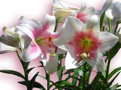 pink lilies, white lilies, lily flowers, blooming flowers, floral photography, nature, garden, spring flowers, summer flowers, botanical, flower close-up, elegant flowers, beautiful flowers, trumpet lilies, oriental lilies, macro photography, fresh flowers, floral beauty, plant life, garden flowers, petal detail, pollen, stamen