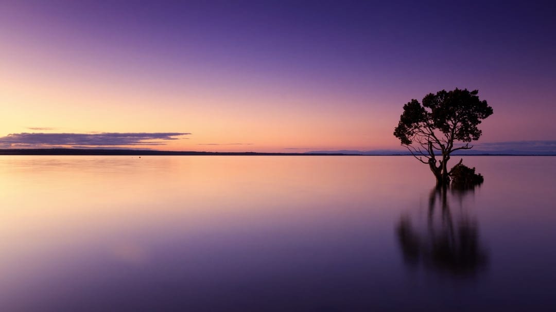 Lone tree silhouette reflects in calm violet water under a soft orange and purple twilight sky at dusk.