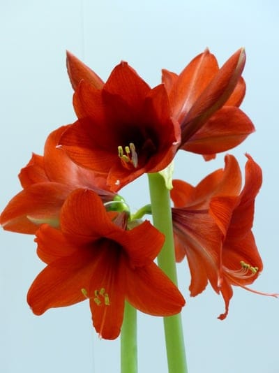 amaryllis,beautiful wallpaper,nature,flowers,beautiful flowers,red,flower wallpaper,rams,background,colors,flower background,iphone wallpaper