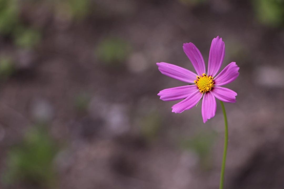 Pink cosmos flower with a bright yellow center stands out against a blurred green and brown garden background.