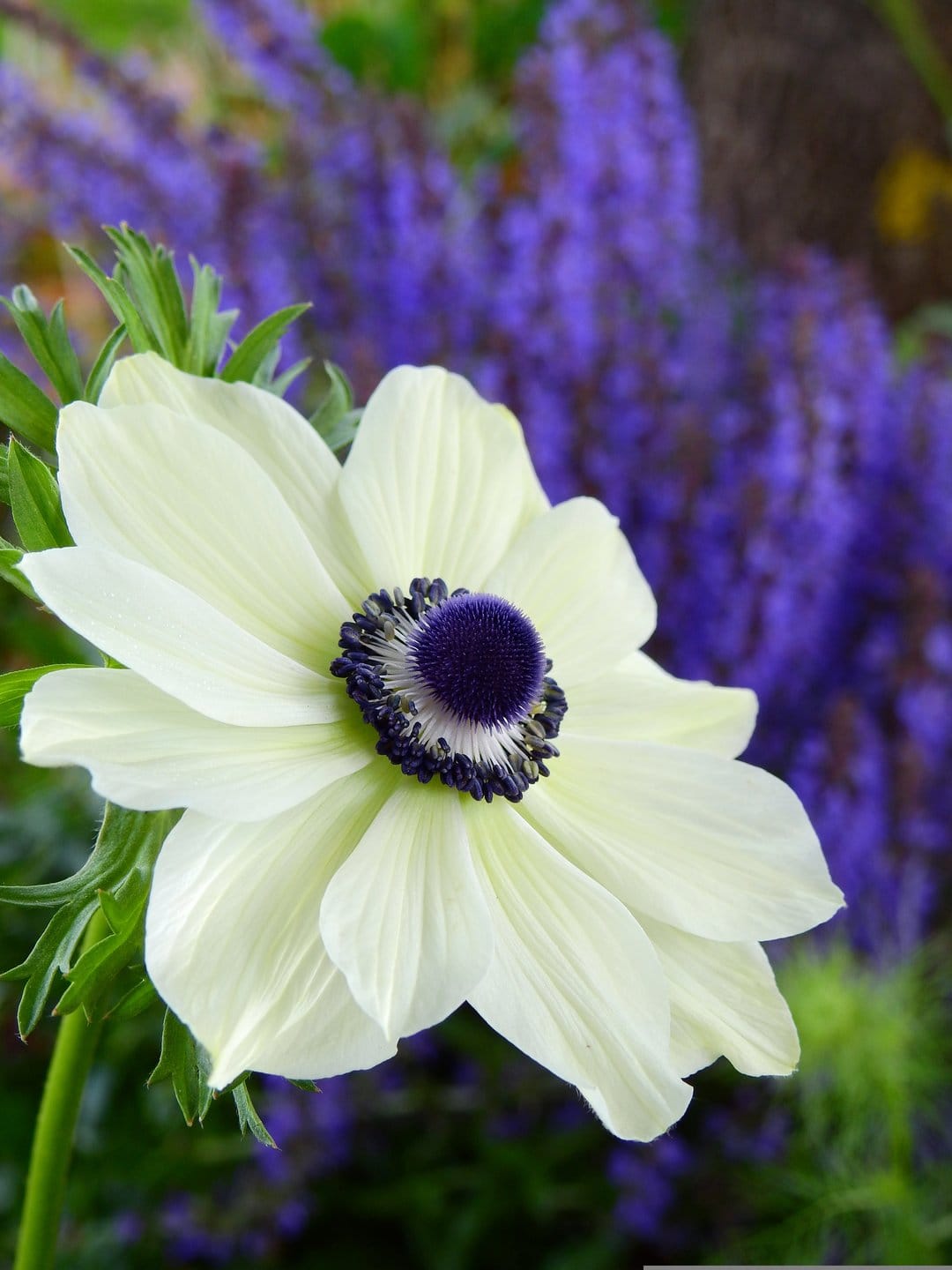 White anemone flower with a dark purple stamen center and ruffled petals against a blurred violet floral backdrop.