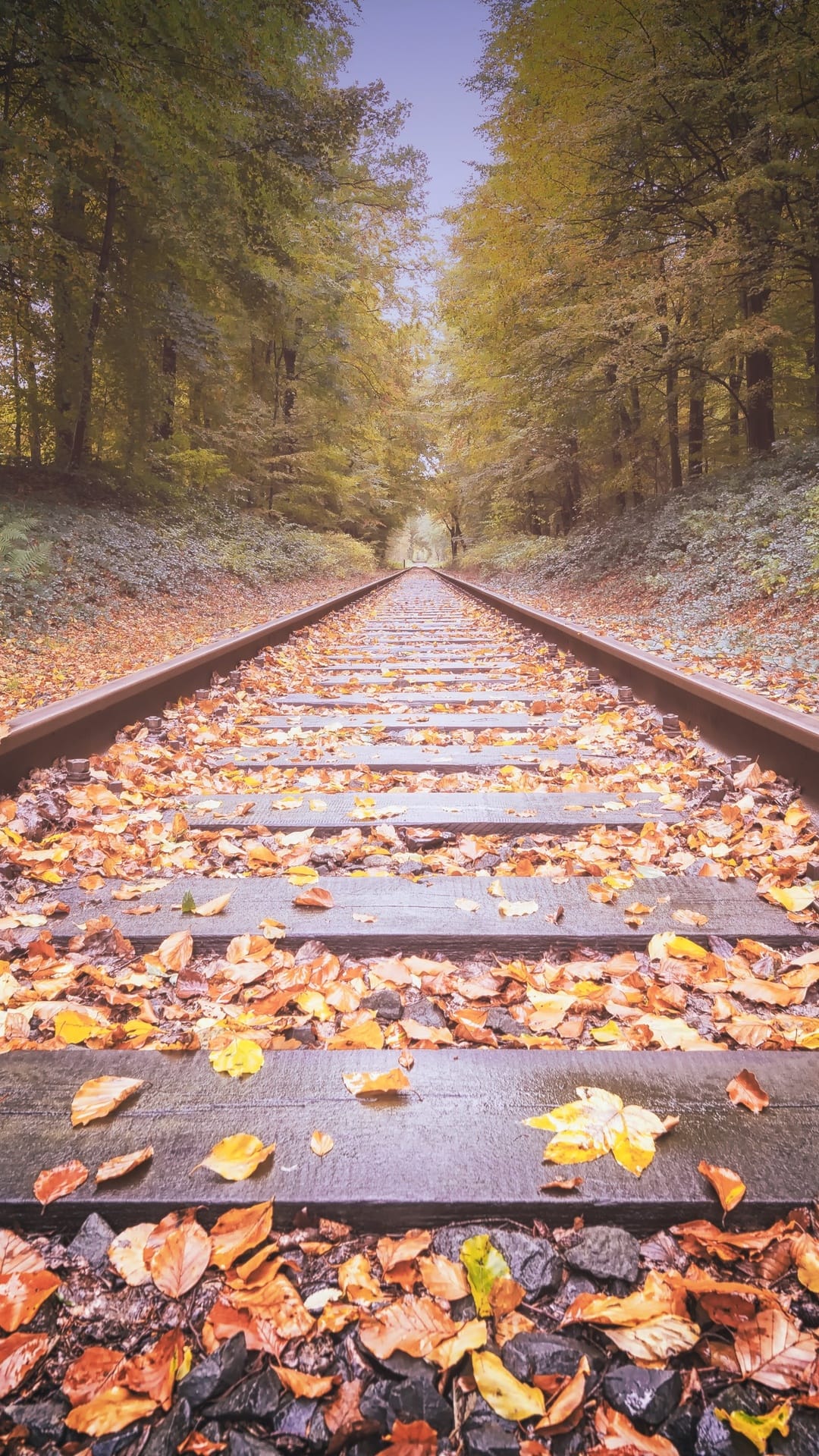 Weathered iron rails lead through a tunnel of vibrant orange maple trees and fallen leaves in a quiet woodland.