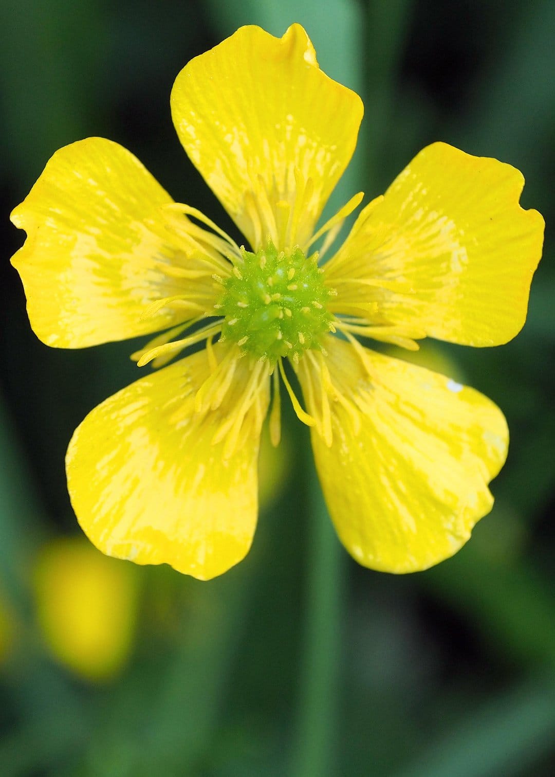 Luminous yellow buttercup flower with glossy petals and a green center set against a blurred forest green background.