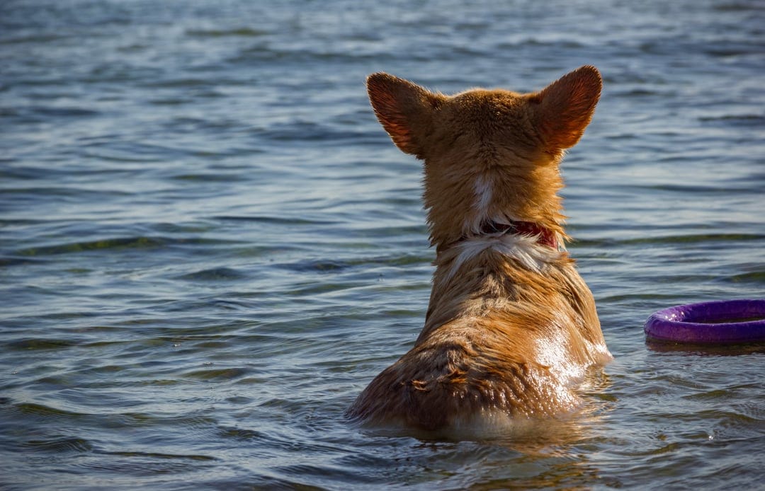 Fluffy corgi with golden fur wades in rippling blue water near a floating purple frisbee in bright sunlight.