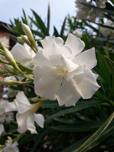White oleander flowers with delicate ivory petals and green leaves under a bright blue sky in warm sunlight.