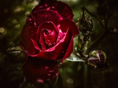 Red rose covered in water droplets against a dark bokeh garden background with soft light hitting the petals.