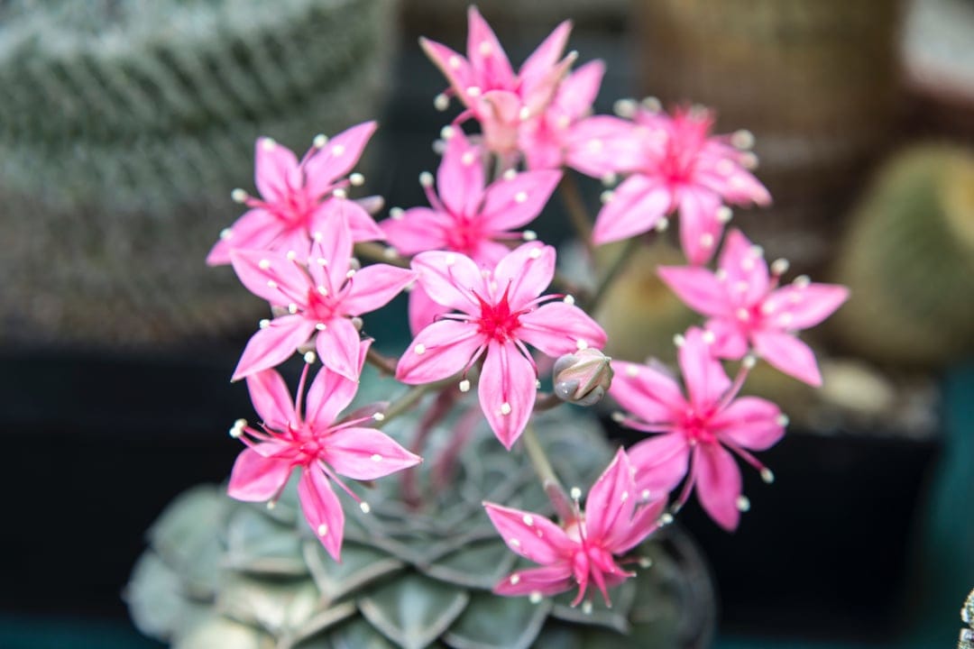 Pink succulent flowers with five pointed petals and white centers bloom in a soft-focus garden setting.