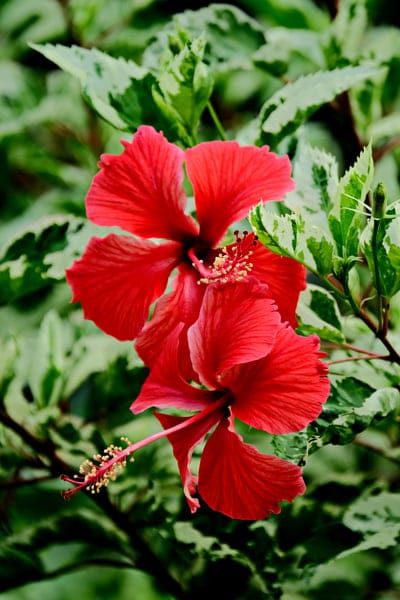 Two red hibiscus flowers with long yellow stamens bloom amidst variegated green and white tropical leaves.