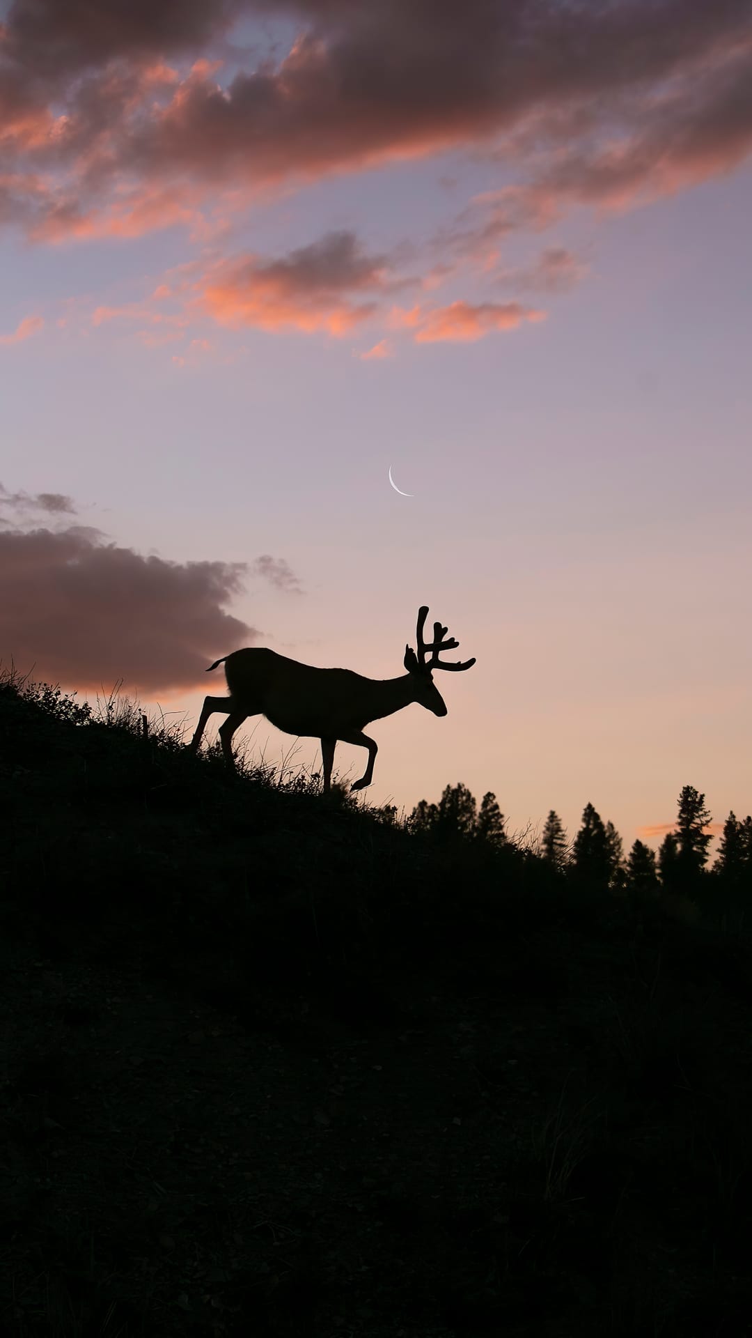 Silhouette of a stag climbing a hill beneath a crescent moon and pastel twilight sky with distant pine trees.