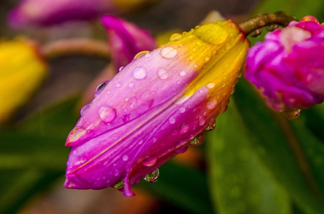 Pink and yellow tulip petals covered in clear water droplets against a soft-focus green garden background.