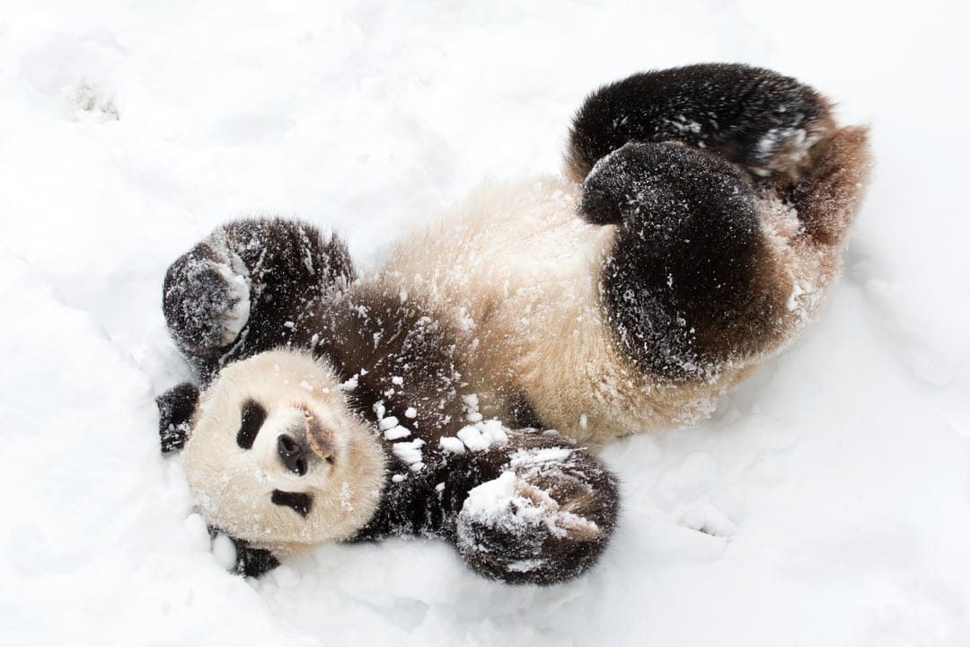 Baby panda cub with black and white fur rolling playfully on its back in a thick layer of fresh white snow.