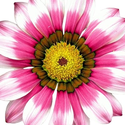 Pink and white Gazania petals radiate from a yellow center in a detailed botanical macro photography shot.