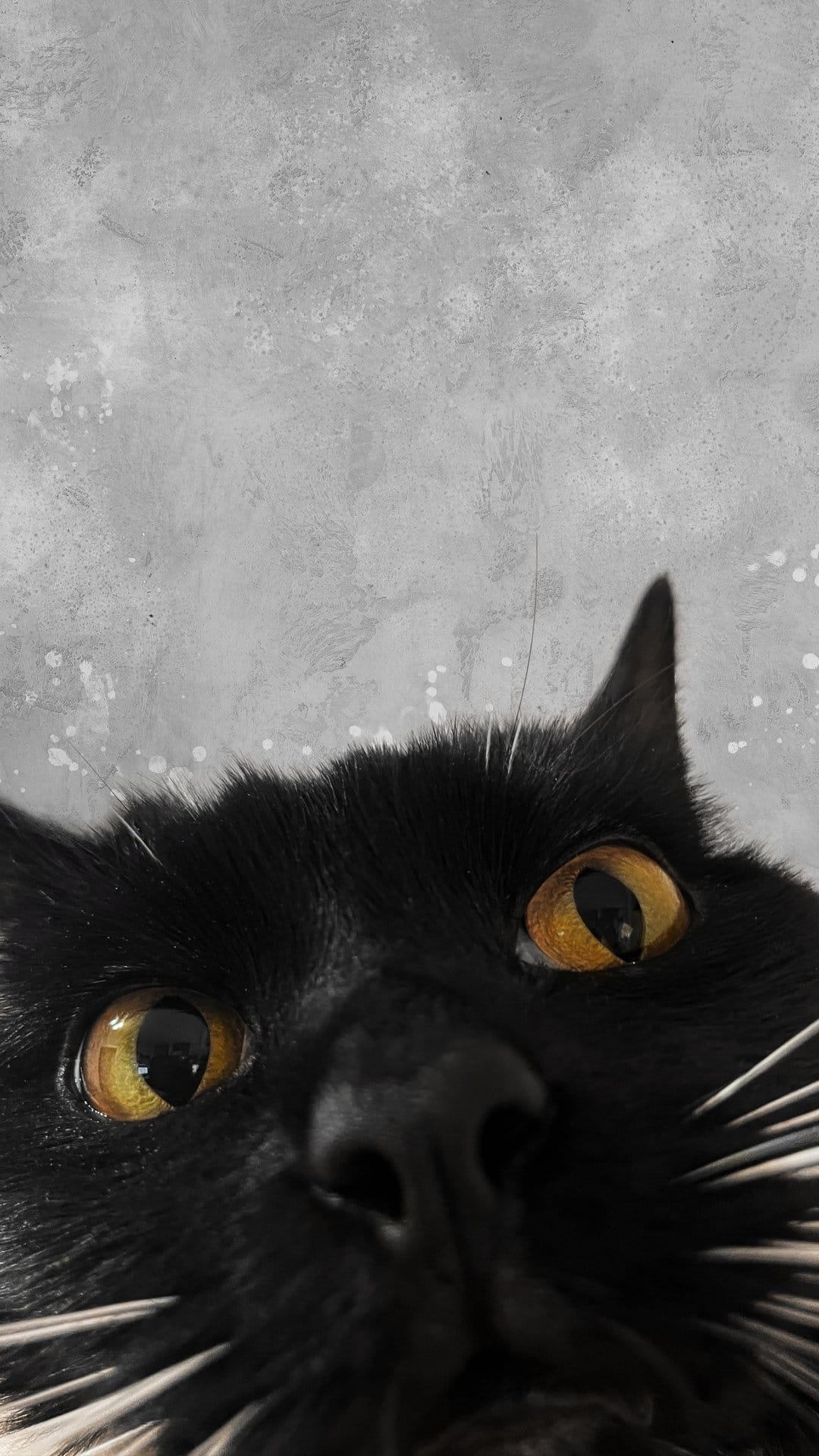 Black cat with vivid yellow eyes peeks over a textured grey surface with long white whiskers visible.