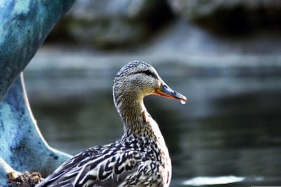 Mallard duck with iridescent feathers and a water droplet on its beak rests beside a teal-colored sculpture.