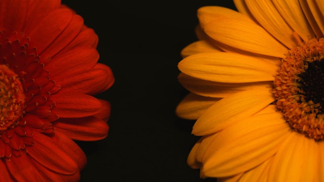 Red and yellow gerbera daisies with detailed petals centered on a solid black background in a vertical layout.