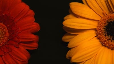 flowers,laptop wallpaper,beautiful wallpaper,free wallpaper,daisies,4k wallpaper,wallpaper hd,flower background,free background,windows wallpaper,wallpaper 4k,petals,blossoms,full hd wallpaper,cool backgrounds,still life,flower wallpaper,desktop backgroun
